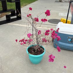 Bougainvillea glabra Plant  