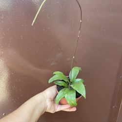 4” hoya rigida