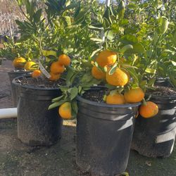 5 Gallon Size- Fruiting Age- Citrus Trees-