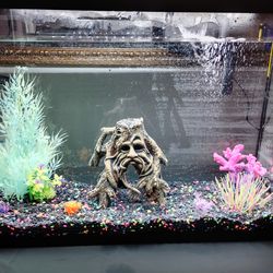 29 gallon aquarium