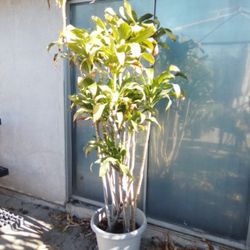 Indoor Or Outdoor House Plant 