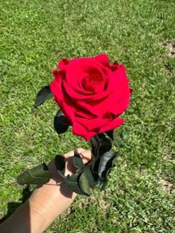 Fresh Single Stem Preserved Red Rose
