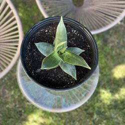Aloe Vera Plant