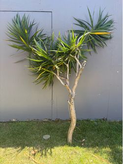 Dracaena Marginata Tree Clipping