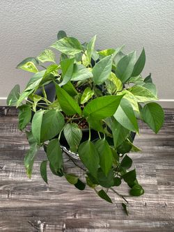 Large Pothos