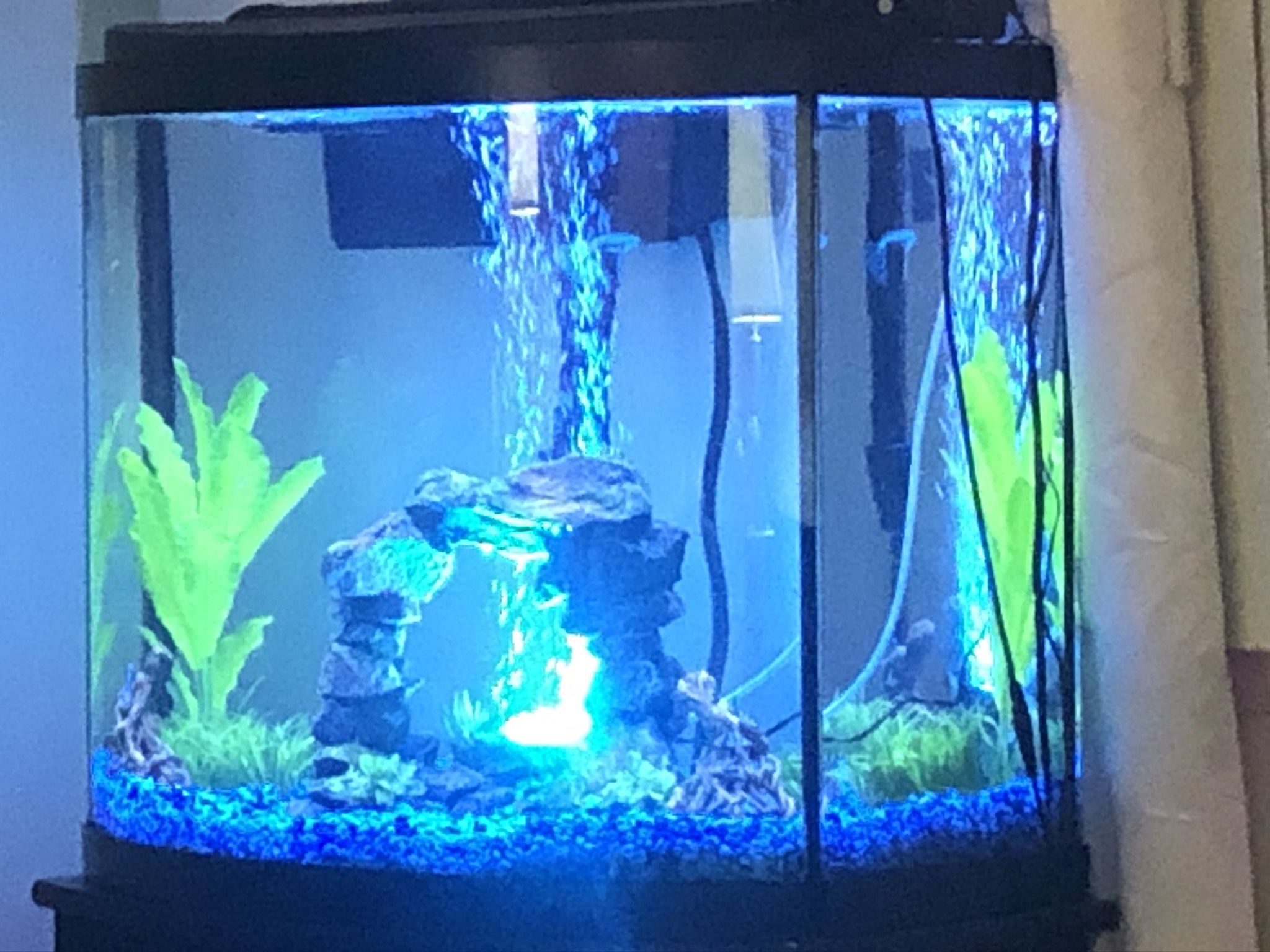 Fish Tank , Stand ,decor 