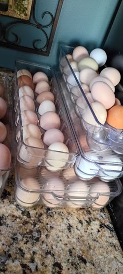 Fresh eggs