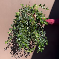 6” XXL Gold Fish Plant Yellow Flower 