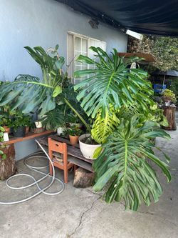 Monstera de Ojas gigantes
