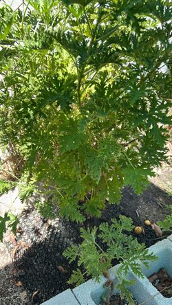 Citronella