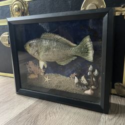 Blue Parrot Fish in the Sea Artwork!