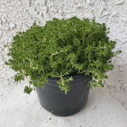 6 Inch Pot of Succulent Plant - Sedum Acre - Gold Moss - Rooted & Established Plant - Drought Resistant - 🪴