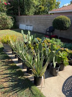 Cactus and succulents for sale !