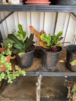 Croton plants