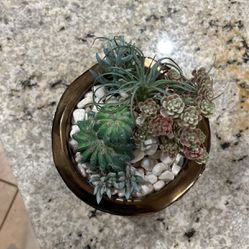 Vase And Cacti/succulents