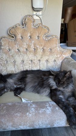 Custom dog bed I had created a Beverly Hills for over $2000