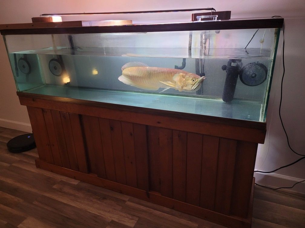 120 gallon tank with 30 inch male Silver Arowana