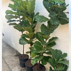 Fiddle Leaf Fig 85$ Each