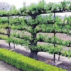 French Style Espelier Apple And Pear Trees!!