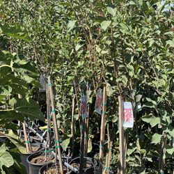 Santa Rosa plum