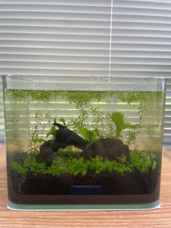 Nano 1g tank and 2.5 gallon