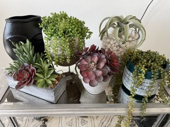 Decoration Plants