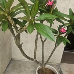 Plumeria Pink Flower 