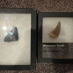 Mosasaur And Shark Tooth!