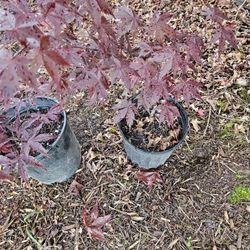 Japanese Maple Trees