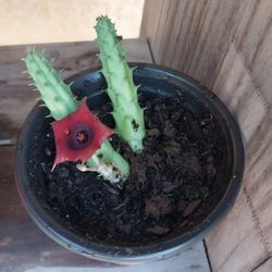 Red Dragon Succulent Potted Plant