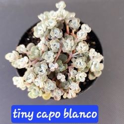 Succulent Sale This Sunday IN San Lorenzo