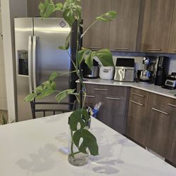 Mini monstera for sale