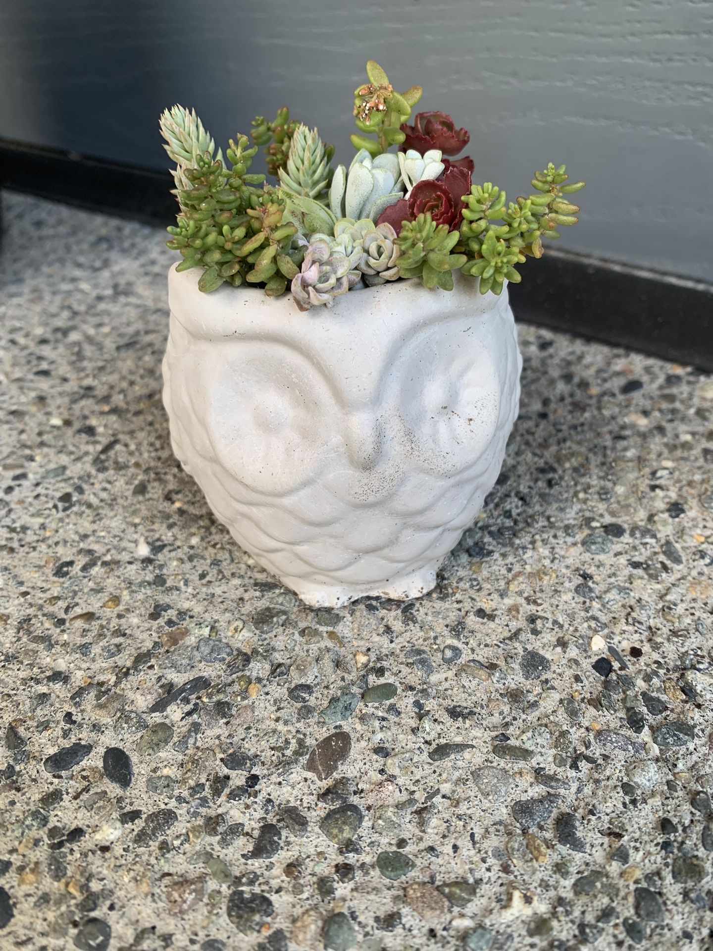 Succulent Arrangement In Owl Cement Pot