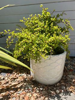 Large elephant jade plant