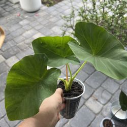 Elephant Ear, Plant