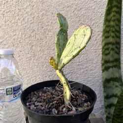 Variegated Prickly Pear Cactus Plant