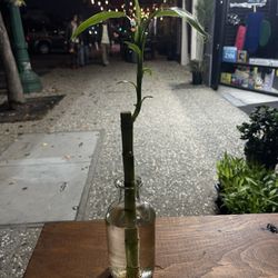 lucky bamboo with glass vase 