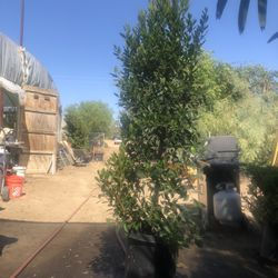 Focus Nitida 6 Feet Tall Beautiful Plants Make Your Order 