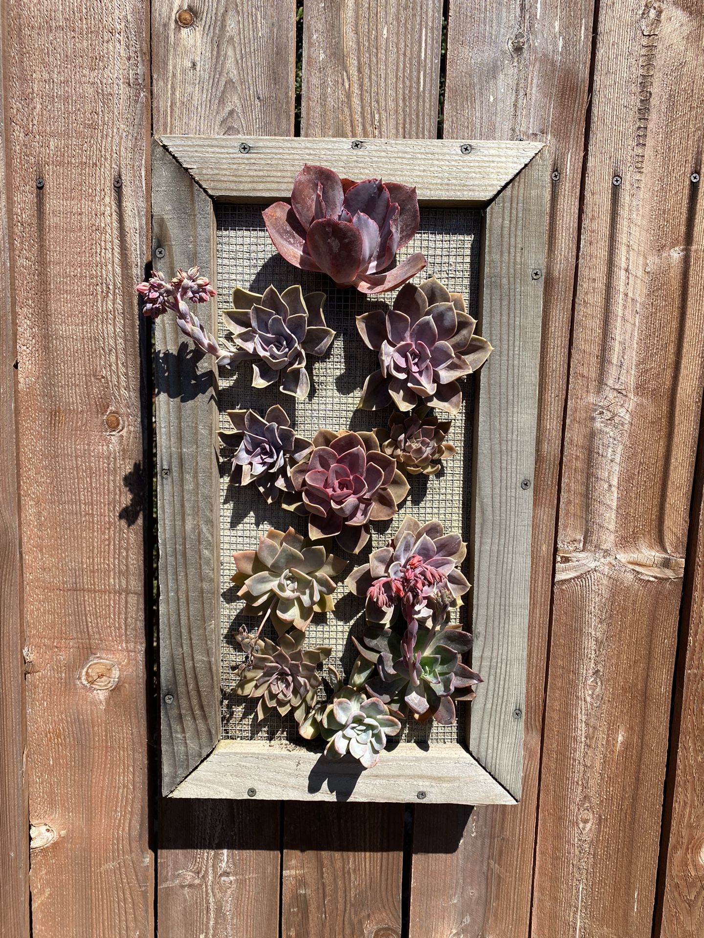 Purple Succulent Wall Arrangement