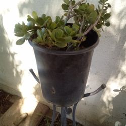 STOP SCROLLING! 
🪴Large Mature Jade Plant!🪴
