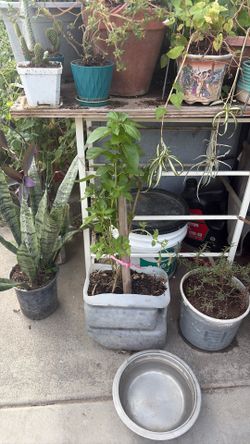 Albahaca