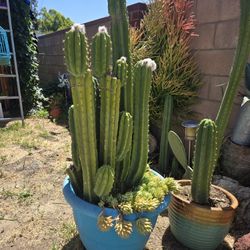 Beautiful Huge Potted Cactus Succulent Combo Plant