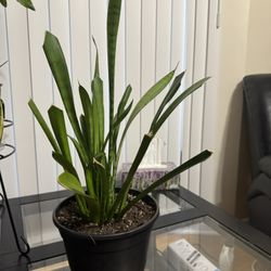 Snake plant