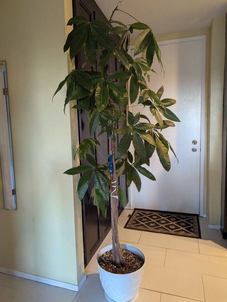 Tall Floor Plant