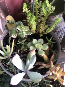 Mixed succulent in the plastic pot