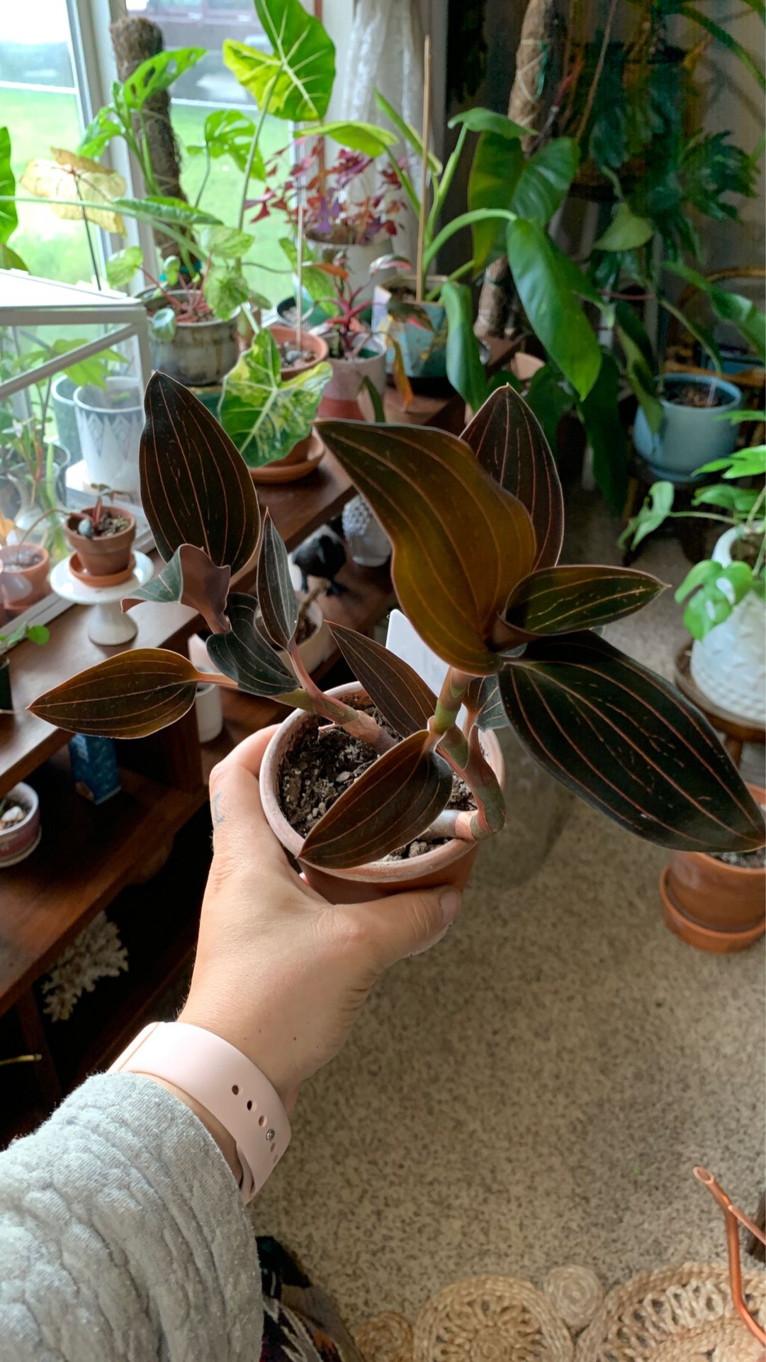 Jewel orchid plant