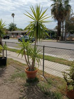 Yucca tree plant