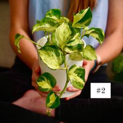 Manjula Pothos #2