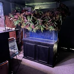 80 Gallon Fish Tank, Stand, And Custom Hood