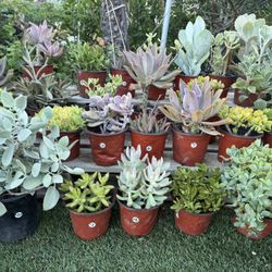 Variety Of Succulents Plants 
